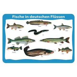 Schild Motiv "Fische in deutschen Flüssen" 20 x 30 cm Blechschild