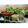 Schild Spruch "Fresh Food" 20 x 30 cm