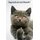 Schild Spruch "Sag noch ein mal Muschi" Katze 20 x 30 cm