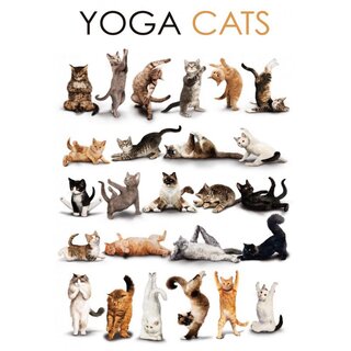Schild Spruch "Yoga Cats" Katzen 20 x 30 cm 