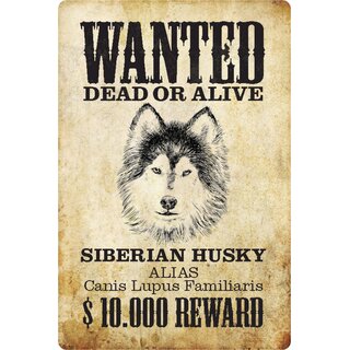 Schild Spruch "Wanted dead or alive Sibirian Husky Reward" 20 x 30 cm 