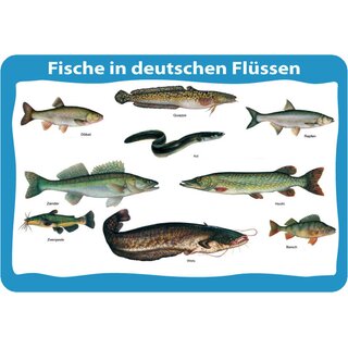 Schild Motiv "Fische in deutschen Flüssen" 20 x 30 cm 