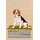 Schild Spruch "Hund Beagle Amiable Determined" 20 x 30 cm Blechschild