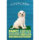 Schild Spruch "Hund Cavachon Sanft...