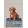 Schild Spruch "Hund Cavapoo Sweet Friendly" 20 x 30 cm Blechschild