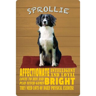 Schild Spruch "Hund Sprollie Affectionate Bright" 20 x 30 cm Blechschild