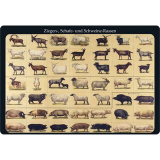 Schild Motiv "Ziegen, Schafe und Schweine Rassen" 30 x 20 cm Blechschild
