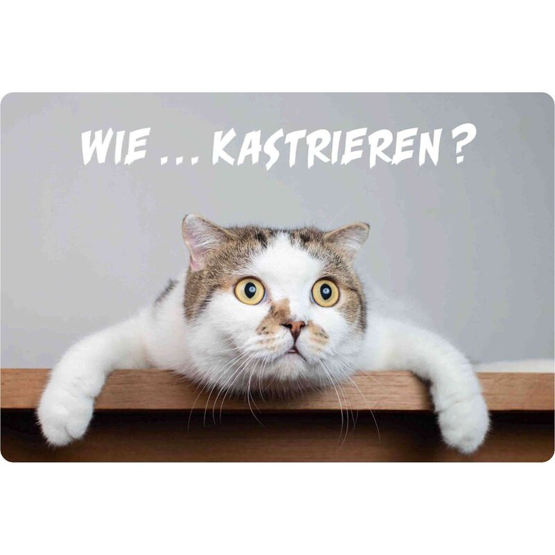 Schild Spruch "Wie Kastrieren? Katze" 30 x 20 cm Blechschild, 9,49
