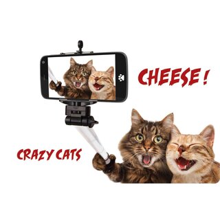Schild Spruch "Cheese Crazy Cats" 30 x 20 cm Blechschild