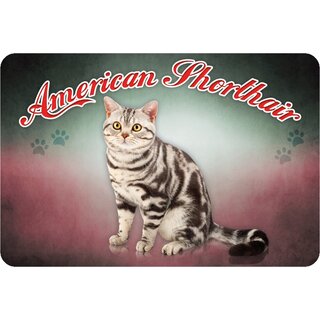 Schild American Shorthair - Katze 20 x 30 cm Blechschild
