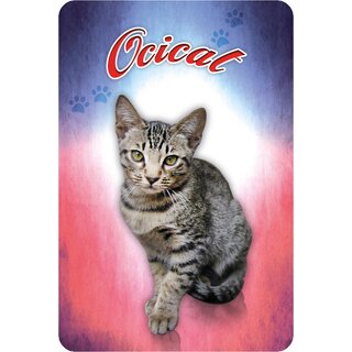 Schild Ocicat - Katze 20 x 30 cm Blechschild