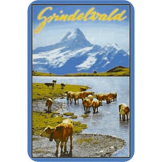 Schild Stadt "Grindelwald" Kühe Landschaft 20 x 30 cm Blechschild