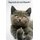 Schild Spruch "Sag noch ein mal Muschi" Katze 20 x 30 cm Blechschild