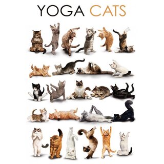 Schild Spruch "Yoga Cats" Katzen 20 x 30 cm Blechschild